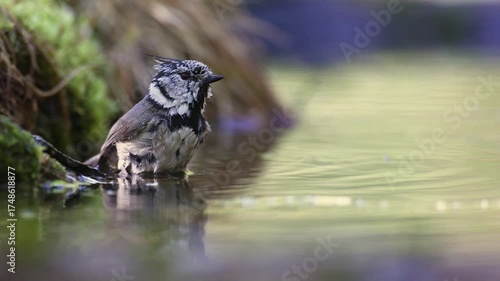 Bird Crested tit Lophophanes cristatus on forest puddle, bird bathing, summer time, Poland Europe