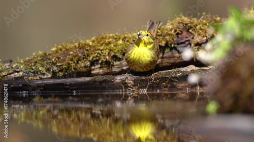 Bird - male Yellowhammer ( Emberiza citrinella ) small yellow bird drinking water bathing in forest pond, spring time Poland Europe