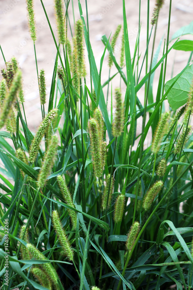 Obraz premium Setaria grows in the field.