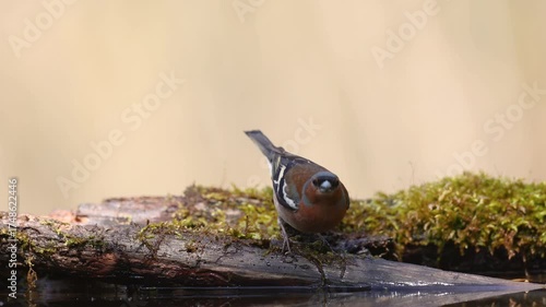 Bird male chaffinch Fringilla coelebs perching on forest puddle, spring time