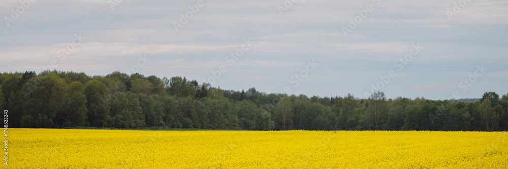 Obraz premium Wide yellow rapeseed field in spring under cloudy sky with green forest on horizon. Concept of agriculture, farming, rural landscape, nature. Banner with copy space.