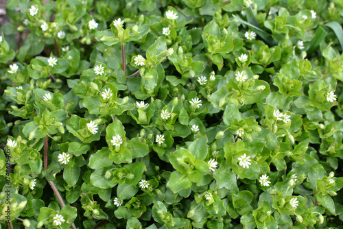 In the spring, Stellaria media grows in nature