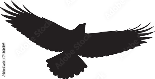 Silhouette of an Eagle in Flight with Wings Spread Wide on a White Background bird of prey flying white background and transparent background