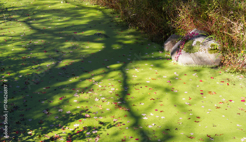 Thick algae with leafs on it and a tree casting a shadow