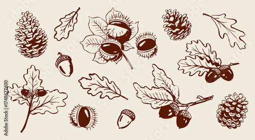 Collection of hand drawn oak leaves, acorns, chestnuts, and pine cones. Detailed botanical vector illustration. Autumn set. Seasonal design elements. Fall drawings.
