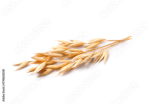 Oat plant on white backgrounds.