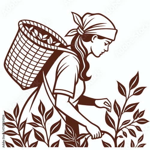 Tea plantation worker harvesting fresh tea leaves vector illustration for agriculture and farming concept