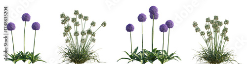Foto Set of Allium giganteum and Allium siculum frontal isolated png on a transparent