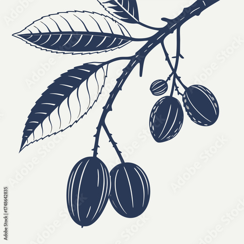  malabar plum with leaves