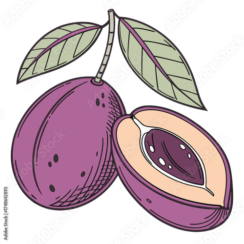  malabar plum on white background 