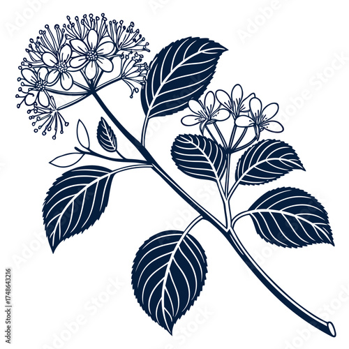 fothergilla major on white background 