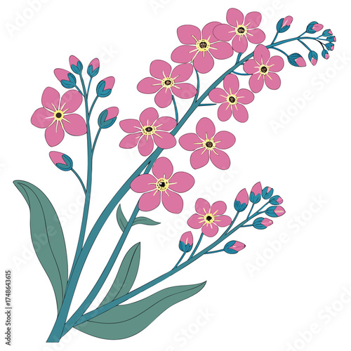 forget me not pink flowers on white background 