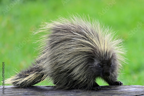 A North American porcupine (Erethizon dorsatum) walks on a log.