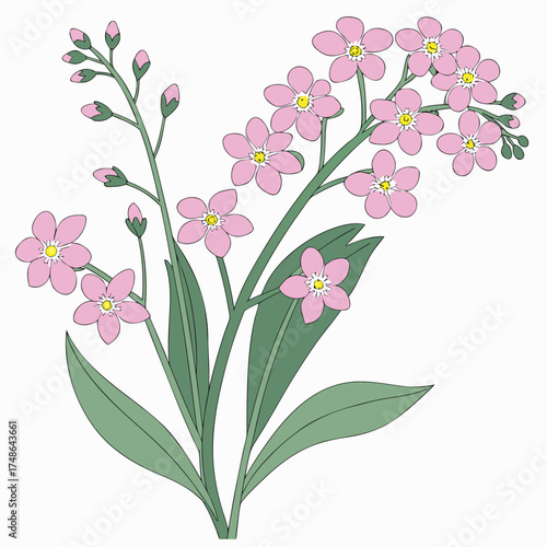 forget me not pink flowers with leaves