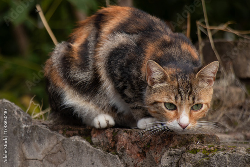 Curious orange calico tabby moggy domestic outdoor cat, on the old brick wall, close up