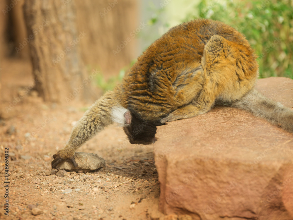 Naklejka premium Female black lemur sits on a rock. Eulemur macaco is an endangered animal of Madagascar. Environmental issues.