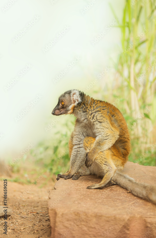 Naklejka premium Female black lemur sits on a rock. Eulemur macaco is an endangered animal of Madagascar. Environmental issues. Vertical photo of the animal with copy space