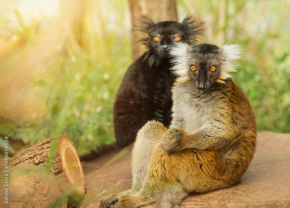 Naklejka premium Male and female black lemur sit together. The Eulemur macaco is an endangered animal native to Madagascar. Environmental issues.
