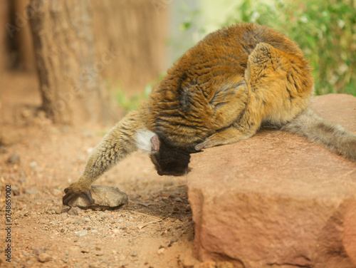 Female black lemur sits on a rock. Eulemur macaco is an endangered animal of Madagascar. Environmental issues.