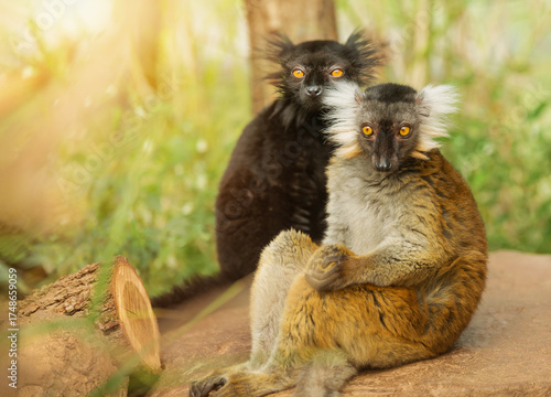 Male and female black lemur sit together. The Eulemur macaco is an endangered animal native to Madagascar. Environmental issues.