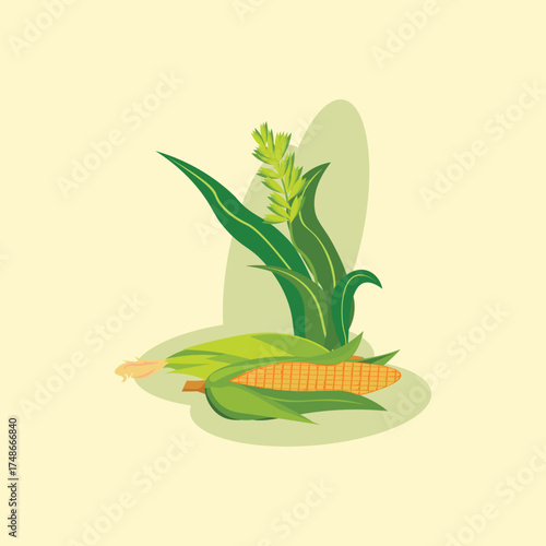 Flat vector illustration of a corn plant with ear and husk