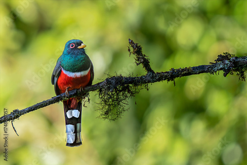 Masked Trogon (Trogon personatus) perched on mossy branch, Manu road, Peru	