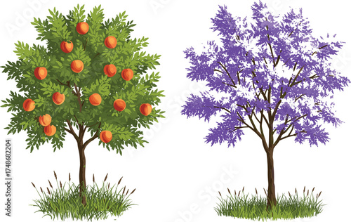 Fruit tree with orange fruits, flowering tree with purple blossoms, seasonal contrast, botanical diversity, nature landscape, vibrant foliage, garden scene, spring bloom