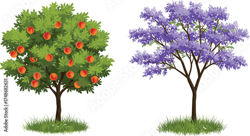 Fruit tree with orange red fruits, flowering tree with purple blossoms, seasonal contrast, botanical diversity, nature scene, vibrant foliage, garden landscape