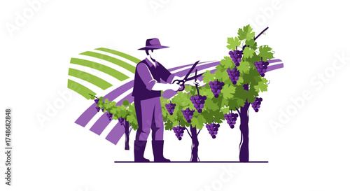 Vineyard Worker Pruning Grapevines on a Farm with Grapes Ready for Harvest