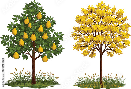 Fruit tree with yellow pears beside autumn tree with golden leaves, seasonal contrast, nature diversity, botanical garden, isolated white background