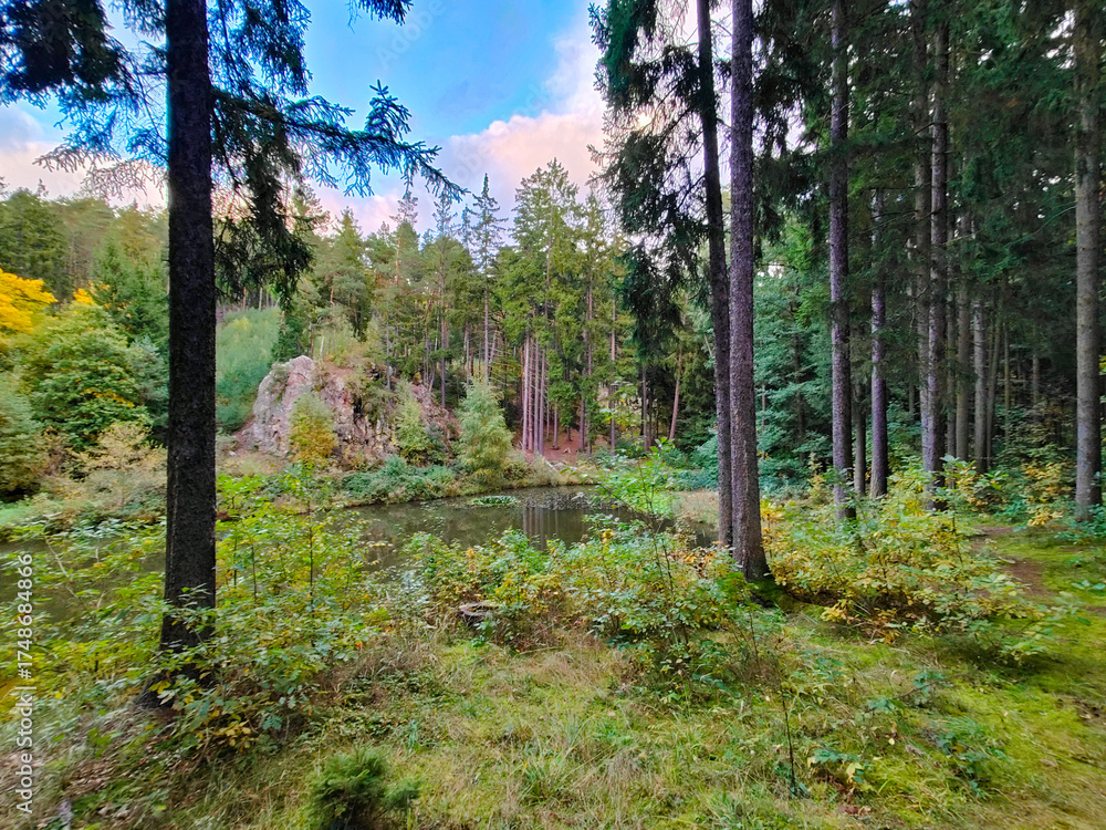 Obraz premium A small pond in the middle of a forest filled with trees