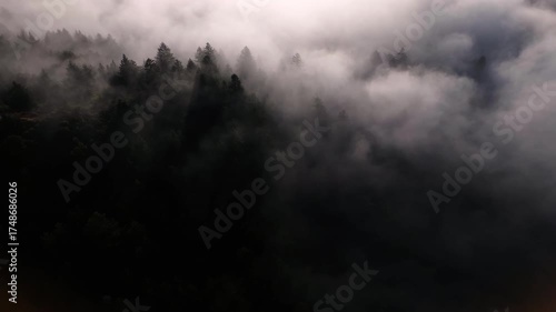 Aerial view of the dark trees partially obscured by a blanket of thick fog, creating a mysterious and ethereal atmosphere, Mill Valley, California, United States.