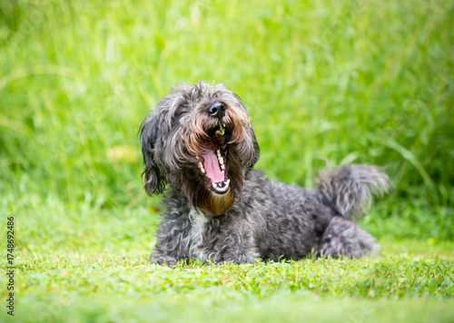 A gray Poodle mixed breed dog yawning