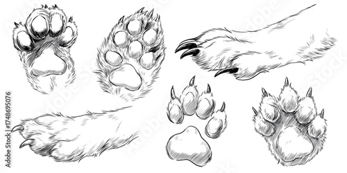 Hand drawn collection of various animal paws and feet sketches.