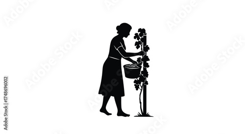 Silhouette of a woman harvesting grapes from a vine in a field