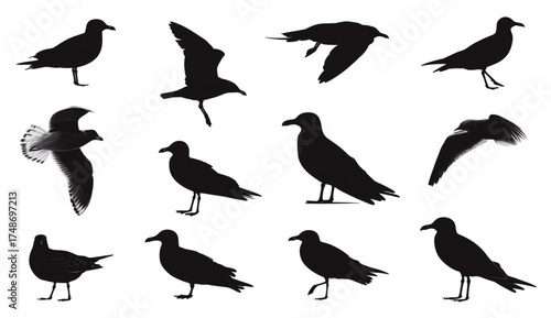 A collection of black seagull silhouettes in various poses.