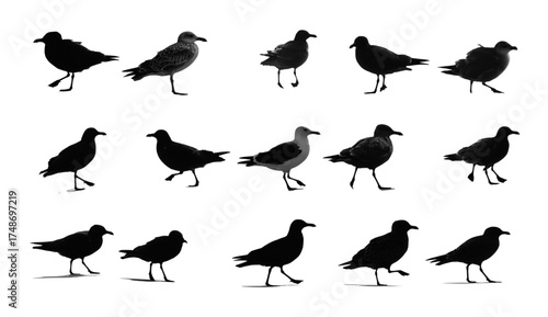 A collection of black seagull silhouettes in various walking and standing poses.