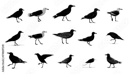 A diverse collection of black bird silhouettes in various poses.