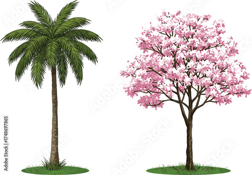 Palm tree with green fronds beside pink flowering tree, tropical and temperate contrast, botanical diversity, seasonal nature, isolated white background