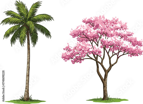 Palm tree with green fronds beside pink flowering tree, tropical and temperate contrast, botanical diversity, seasonal nature, isolated white background