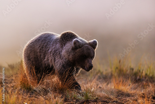 brown bear Ursus arctos walking in autumn grass at sunrise