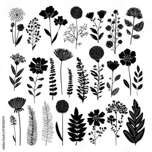 Black and white botanical collection of hand drawn flowers and plants.