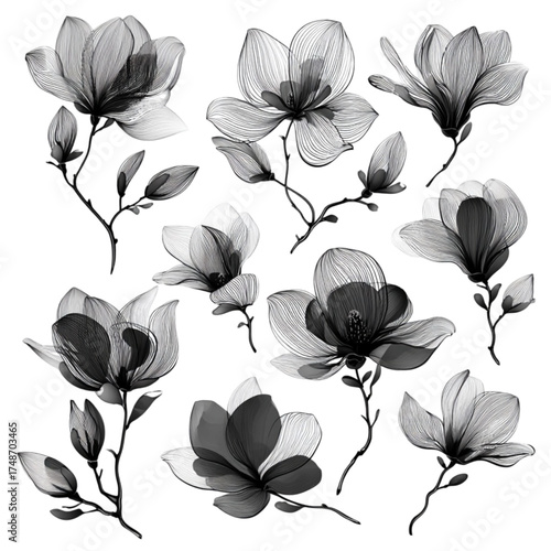 Elegant collection of black and white transparent magnolia flowers.