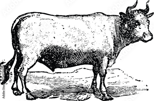 Vector art of detailed vintage illustration of a cow with horns, standing in a field, black and white drawing