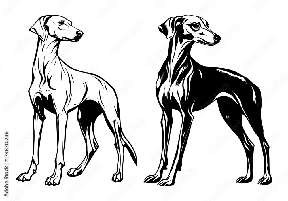 Obraz premium Azawakh dog – elegant sighthound black and white vector illustration