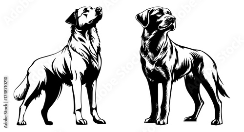 Anatolian Shepherd Dog – standing watchful black and white vector illustration