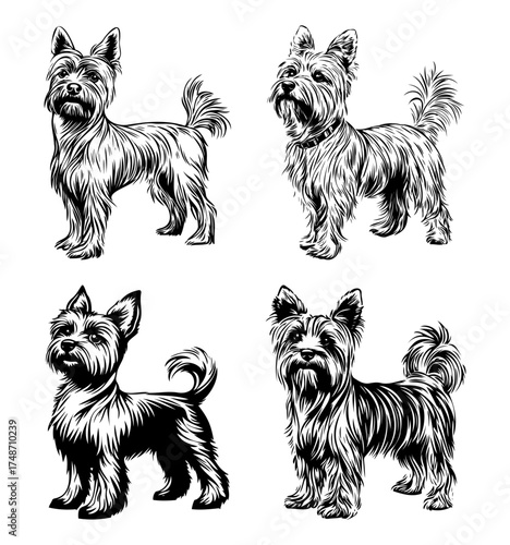 Australian Silky Terrier – detailed vector illustration in black and white