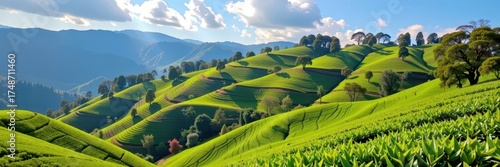 Rolling green tea hills cascade down Munnar's slopes, a vibrant tapestry of emerald hues under a clear sky, scenery, panoramic view, landscape