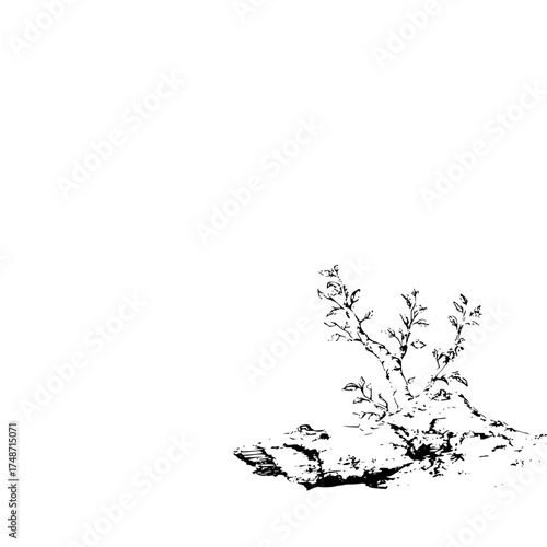 Black and white illustration of several birch trees with bare branches against a white background