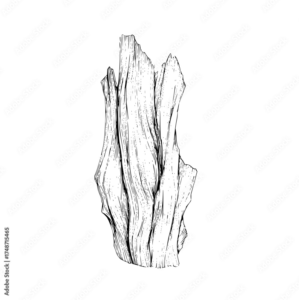 Obraz premium A detailed monochrome illustration of a tree trunk and branches with intricate line work on white background